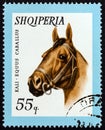 ALBANIA - CIRCA 1966: A stamp printed in Albania from the `Domestic Animals` issue shows Horse Equus ferus caballus, circa 1966.