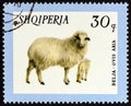ALBANIA - CIRCA 1966: A stamp printed in Albania from the `Domestic Animals` issue shows Sheep Ovis aries, circa 1966.