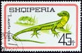 ALBANIA - CIRCA 1966: A stamp printed in Albania from the `Reptiles` issue shows European Green Lizard Lacerta viridis
