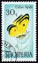 ALBANIA - CIRCA 1966: A stamp printed in Albania shows Pale clouded yellow Colias hyale butterfly, circa 1966. Royalty Free Stock Photo