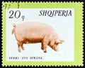 ALBANIA - CIRCA 1966: A stamp printed in Albania from the `Domestic Animals` issue shows Pig Sus scrofa domesticus, circa 1966.