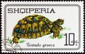 ALBANIA - CIRCA 1966: A stamp printed in Albania from the `Reptiles` issue shows Greek Tortoise Testudo graeca, circa 1966. Royalty Free Stock Photo