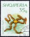 ALBANIA - CIRCA 1966: A stamp printed in Albania shows Fragile Brittle Starfish Ophiothrix fragilis, circa 1966. Royalty Free Stock Photo