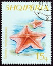 ALBANIA - CIRCA 1966: A stamp printed in Albania shows Goosefoot Starfish Palmipes membranaceus, circa 1966.