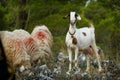 Albania landscape - sheep and guarding goat with the ringing bell in Albanian mountains Prokletije, Korab, Kanali and Pindus.