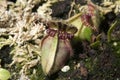 Albany pitcher plant native to australia