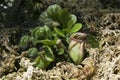 Albany pitcher plant native to australia