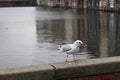 Albatros in the Amsterdam city.