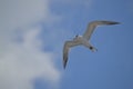 Albatros birds fauna tropical yucatan exotic Mexic