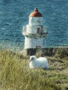 Albatros chick with Taiaroa Head lighthouse at the background