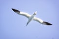 A Albatros flies in the clear blue sky.