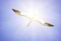 A Albatros flies in the clear blue sky.