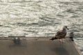 Albatros perched atop a wooden boat pier, surrounded by a tranquil coastal environment