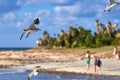 Albatros spreading its wings flies against the background of the