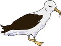 Albatross 001