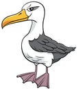 Albatross bird animal character cartoon illustration