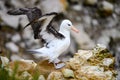 Black-browed Albatross bird - Diomedeidae - landing on rocks on New Island, Falkland Islands Royalty Free Stock Photo