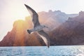 Albatross bird flight in sunny sky on ridge of rocks