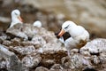 Black-browed Albatross bird - Diomedeidae - building a new nest in colony on New Island, Falkland Islands