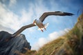 albatross catching wind gusts along coastal cliffs Royalty Free Stock Photo