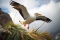 albatross catching wind gusts along coastal cliffs