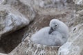 Cute fluffy grey albatross chick sitting in a stone nest on Falkland Islands, Las Malvinas Royalty Free Stock Photo