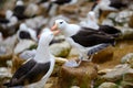 Pair of black-browed Albatross birds - Diomedeidae - bill and coo during breeding season in colony on New Island, Falkland Islands Royalty Free Stock Photo