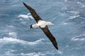 Albatross in flight Royalty Free Stock Photo