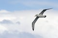 Albatross in flight Royalty Free Stock Photo