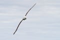 Albatross in flight Royalty Free Stock Photo