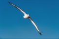 Albatross in flight, front view. Shy albatross or shy mollymawk, scientific name : Thalassarche cauta