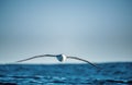 Albatross in flight, front view. Shy albatross or shy mollymawk, scientific name : Thalassarche cauta