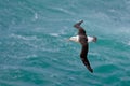 Albatross in fly with sea wave in the background. Black-browed albatross, Thalassarche melanophris, bird flight, wave of the Atlan Royalty Free Stock Photo