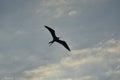 Albatross flying in the blue sky, Peru
