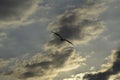 Albatross flying in the cloudy sky, Peru