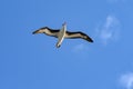 Black-browed Albatross bird - Diomedeidae - flying in blue sky over South Antarctic Sea Royalty Free Stock Photo