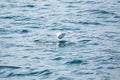 Albatross flying low over the sea in Iceland. Royalty Free Stock Photo