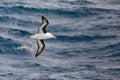 Black-browed Albatross bird - Diomedeidae - flying over blue sea water of  South Antarctic Sea Royalty Free Stock Photo