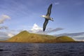 Albatross - Isabella Island - Galapagos Islands Royalty Free Stock Photo