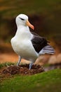 Albatross in nest. Cute baby of Black-browed albatross, Thalassarche melanophris, sitting on clay nest on the Falkland Islands. Wi Royalty Free Stock Photo