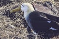 Albatross nesting closeup view