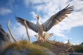 albatross nesting with open wings to shield chicks