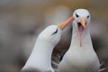Albatross with open bill. Albatross courtship. Bird love. Pair of birds Black-browed albratros. Beautiful sea bird sitting on clif Royalty Free Stock Photo