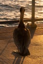 Albatross perched atop a wooden boat pier, surrounded by a tranquil coastal environment