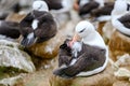 Black-browed Albatross bird - Diomedeidae - preening feathers sitting on nest on New Island, Falkland Islands