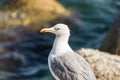 Albatross portrait