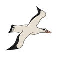 Albatross seabird. Vector cartoon hand drawn isolated illustration of the animal in Antarctica. Polar character bird is Royalty Free Stock Photo