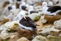 Black-browed Albatross bird - Diomedeidae - in nest during breeding season in colony on New Island, Falkland Islands Royalty Free Stock Photo