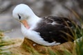 Black-browed Albatross bird - Diomedeidae - in nest during breeding season in colony on New Island, Falkland Islands Royalty Free Stock Photo