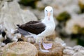 Black-browed Albatross bird - Diomedeidae - standing on rocks on New Island, Falkland Islands Royalty Free Stock Photo
